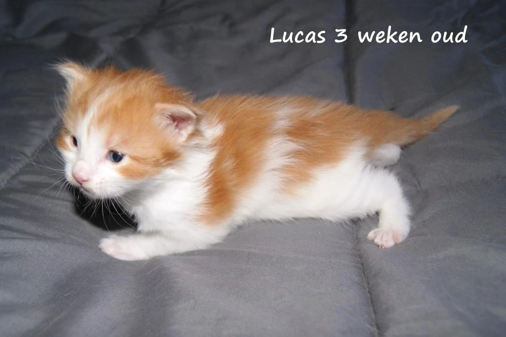 Lucas